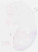 EMAGE:8098