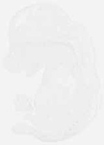 EMAGE:8105