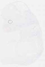 EMAGE:8106