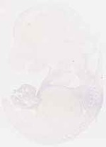 EMAGE:8132
