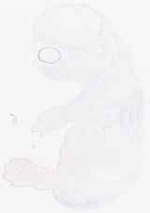 EMAGE:8162