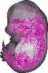 mouse atlas EMAGE spatial in situ gene expression database None