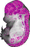 mouse atlas EMAGE spatial in situ gene expression database None