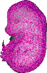 mouse atlas EMAGE spatial in situ gene expression database None