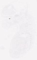 EMAGE:8237