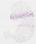 EMAGE:8244