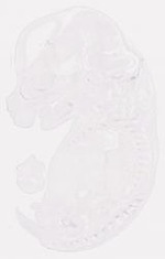 EMAGE:8246
