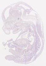 EMAGE:8256