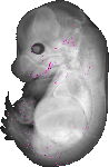 mouse atlas EMAGE spatial in situ gene expression database None