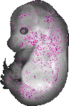mouse atlas EMAGE spatial in situ gene expression database None