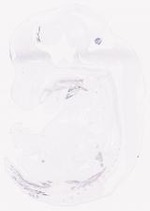 EMAGE:8264