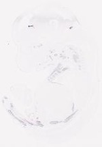 EMAGE:8264
