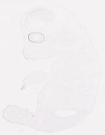 EMAGE:8269
