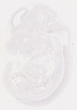 EMAGE:8277