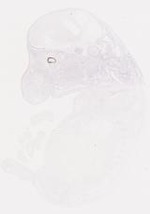 EMAGE:8279