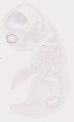 EMAGE:8288