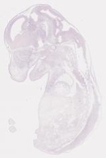 EMAGE:8288