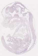 EMAGE:8288