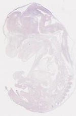 EMAGE:8288