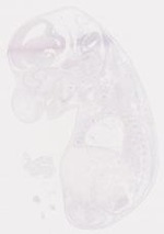 EMAGE:8288