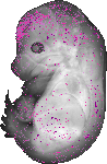 mouse atlas EMAGE spatial in situ gene expression database None