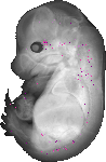 mouse atlas EMAGE spatial in situ gene expression database None