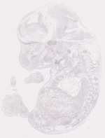 EMAGE:8348