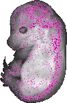 mouse atlas EMAGE spatial in situ gene expression database None