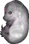 mouse atlas EMAGE spatial in situ gene expression database None