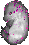 mouse atlas EMAGE spatial in situ gene expression database None