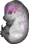 mouse atlas EMAGE spatial in situ gene expression database None