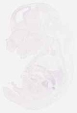 EMAGE:8380