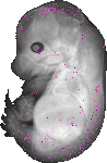 mouse atlas EMAGE spatial in situ gene expression database None