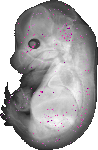 mouse atlas EMAGE spatial in situ gene expression database None