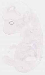 EMAGE:8429