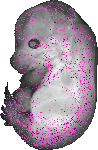 mouse atlas EMAGE spatial in situ gene expression database None