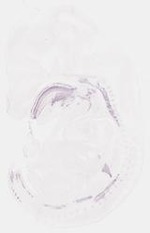 EMAGE:8435