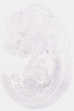 EMAGE:8461