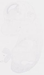 EMAGE:8477