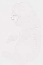 EMAGE:8478