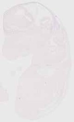 EMAGE:8490