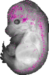 mouse atlas EMAGE spatial in situ gene expression database None