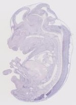 EMAGE:8502