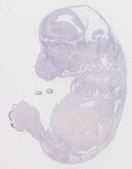 EMAGE:8502