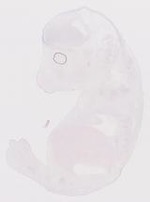EMAGE:8504