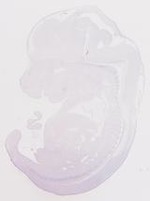 EMAGE:8504