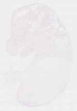 EMAGE:8510