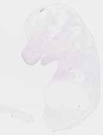 EMAGE:8531