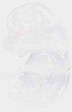 EMAGE:8531