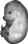 mouse atlas EMAGE spatial in situ gene expression database None